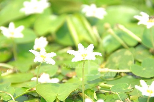 DSC_0119.JPG