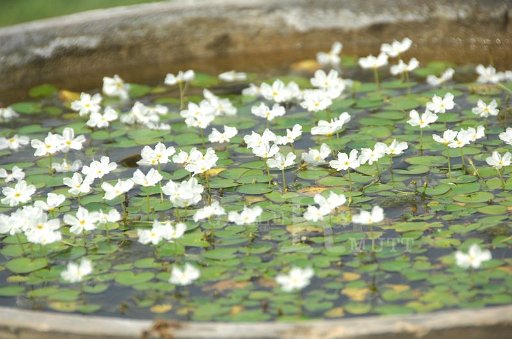 DSC_0138.JPG
