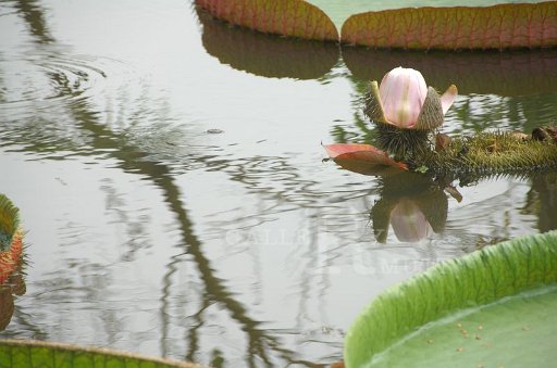 DSC_0264.JPG