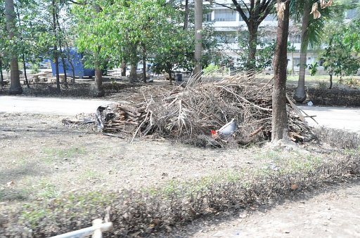 DSC_6520.JPG