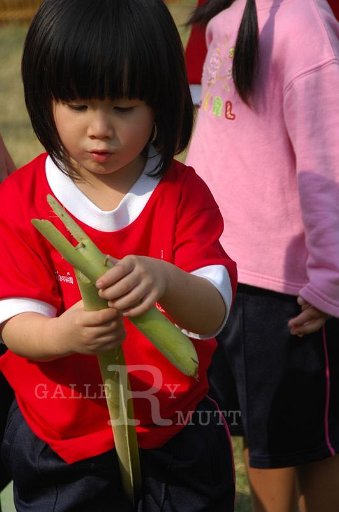 DSC_0265.JPG -  กีฬาสีอนุบาลสาทิตราชมงคล