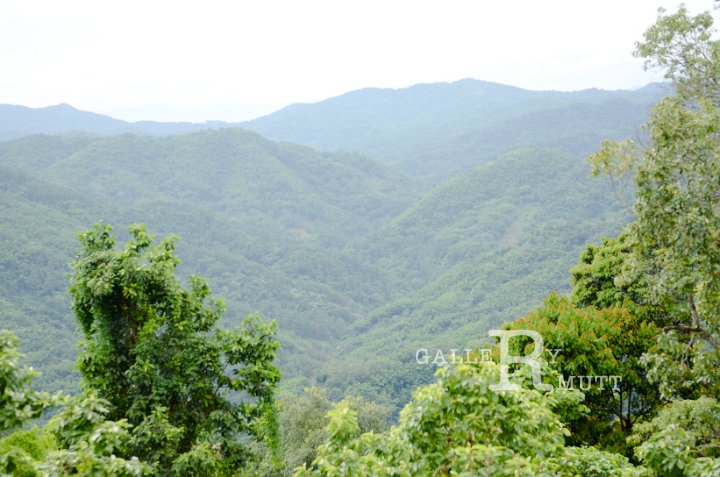 DSC_9590.jpg