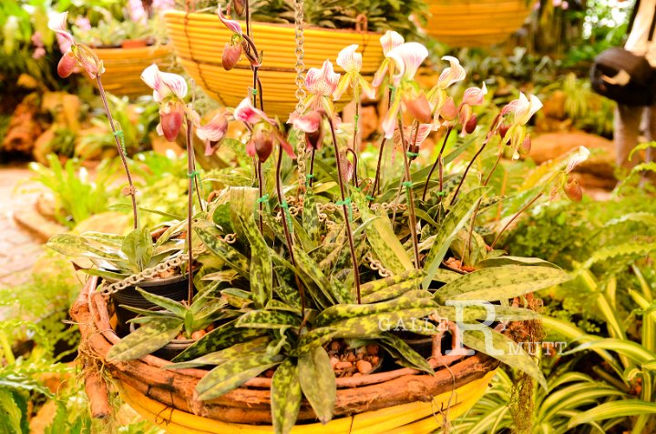 DSC_9644.jpg