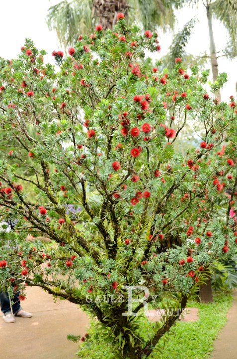 DSC_9661.jpg