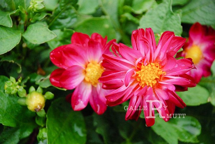 2013-07-20-E023.jpg - ARIT(PRODUCTION)