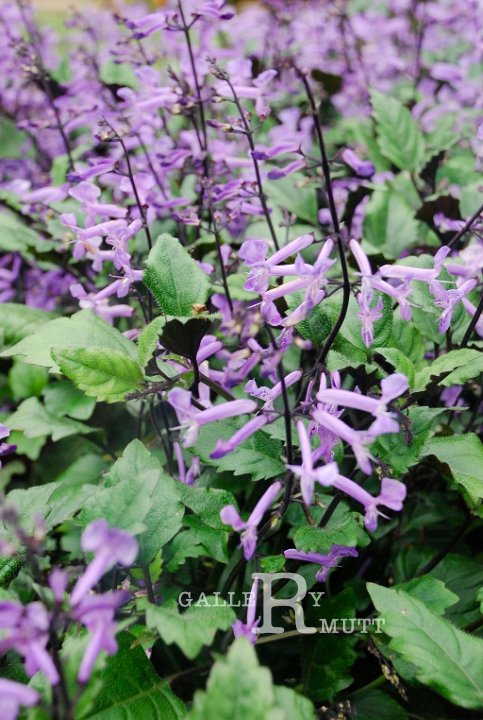2013-07-20-F013.jpg - ARIT(PRODUCTION)