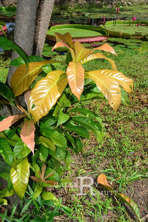 20141031-Gustavia_gracillima-009.jpg