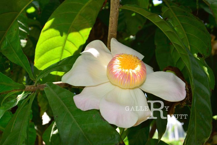 20141031-Gustavia_gracillima-012.jpg