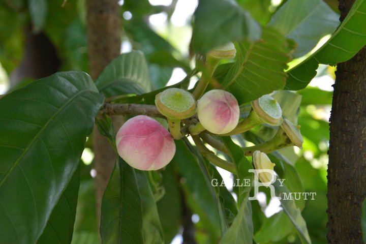 20141031-Gustavia_gracillima-028.jpg