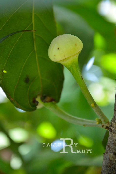20141031-Gustavia_gracillima-043.jpg
