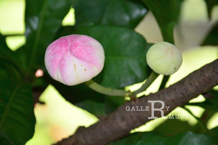 20141031-Gustavia_gracillima-050.jpg