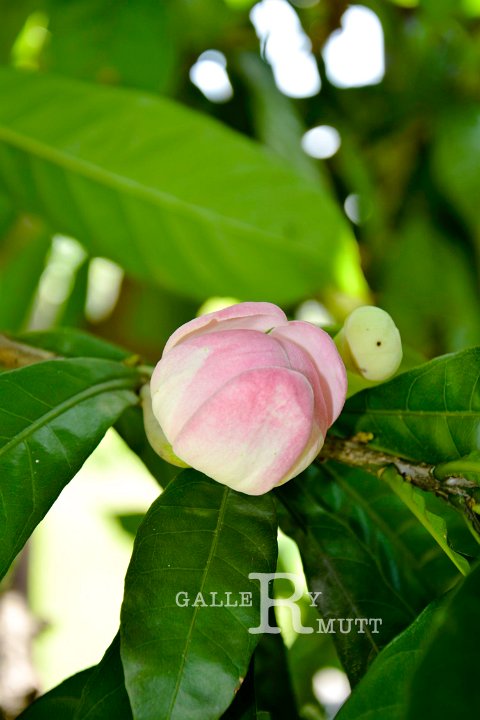 20141031-Gustavia_gracillima-071.jpg