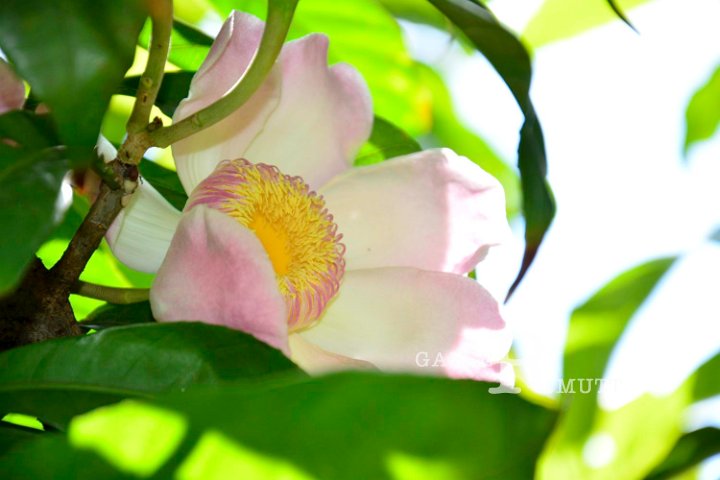20141031-Gustavia_gracillima-096.jpg