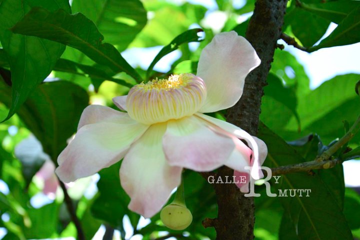 20141031-Gustavia_gracillima-132.jpg