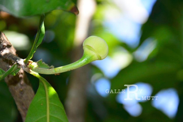 20141031-Gustavia_gracillima-169.jpg