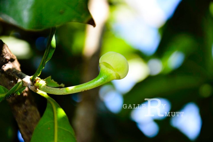 20141031-Gustavia_gracillima-170.jpg