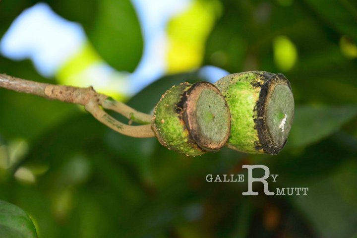20141031-Gustavia_gracillima-172.jpg