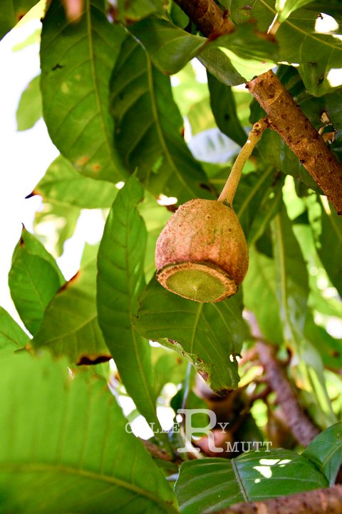 20141031-Gustavia_gracillima-180.jpg