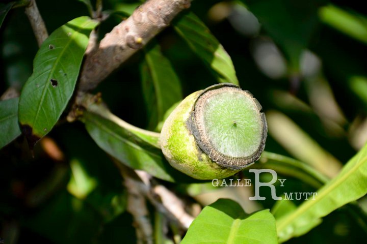 20141031-Gustavia_gracillima-184.jpg