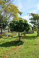 20141031-Gustavia_gracillima-001