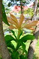 20141031-Gustavia_gracillima-004