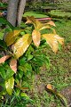20141031-Gustavia_gracillima-009
