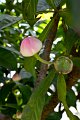 20141031-Gustavia_gracillima-020