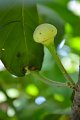 20141031-Gustavia_gracillima-043