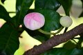 20141031-Gustavia_gracillima-045