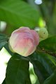 20141031-Gustavia_gracillima-072
