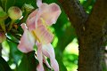 20141031-Gustavia_gracillima-139