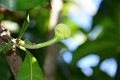 20141031-Gustavia_gracillima-169