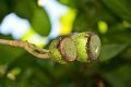 20141031-Gustavia_gracillima-171