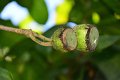 20141031-Gustavia_gracillima-172