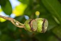 20141031-Gustavia_gracillima-173