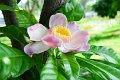 20141031-Gustavia_gracillima-179