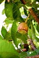 20141031-Gustavia_gracillima-180