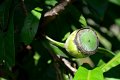 20141031-Gustavia_gracillima-183