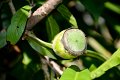 20141031-Gustavia_gracillima-184