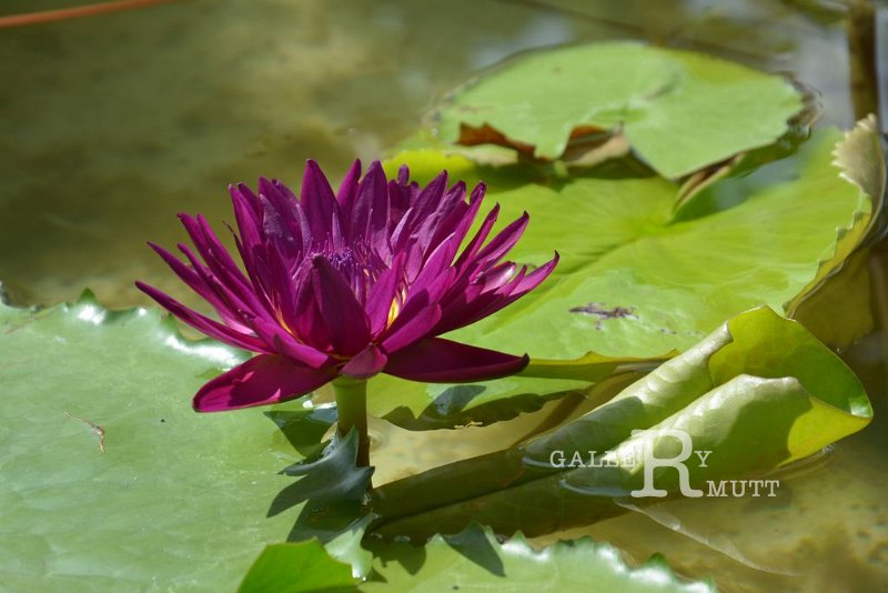 20151124-lotus021.jpg - lotus