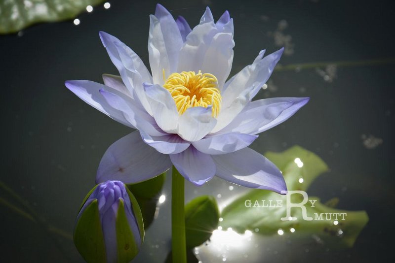 20151124-lotus065.jpg - lotus