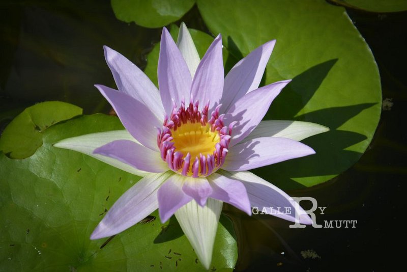 20151124-lotus074.jpg - lotus