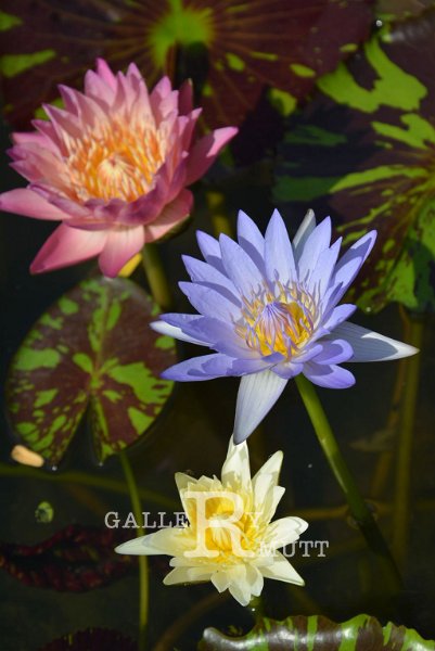 20151124-lotus076.jpg - lotus