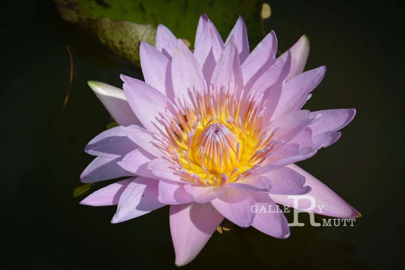 20151124-lotus083.jpg - lotus