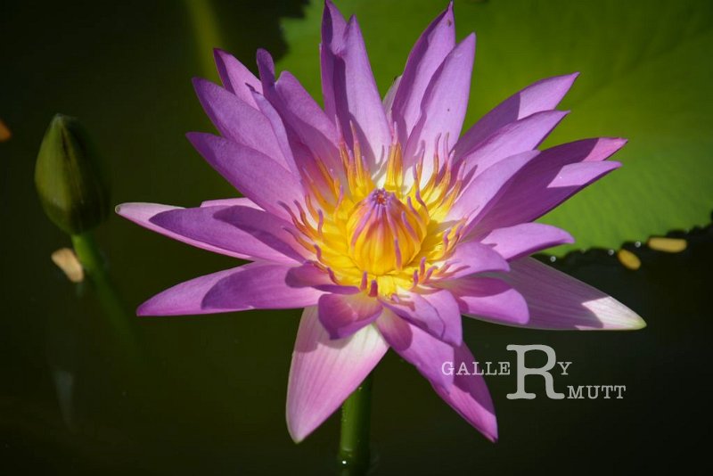 20151124-lotus091.jpg - lotus