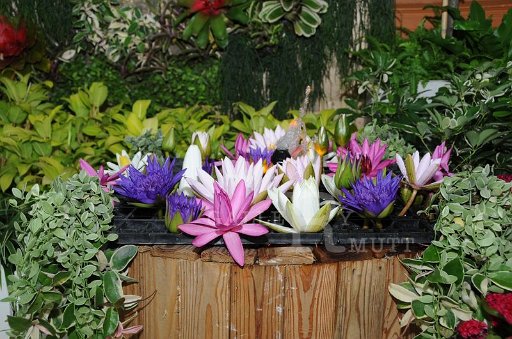 DSC_4405.JPG