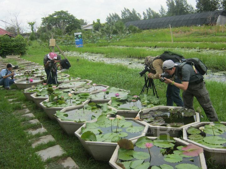 IMG_0812.JPG - อบรมถ่ายภาพบัว 9 มิ.ย. 55