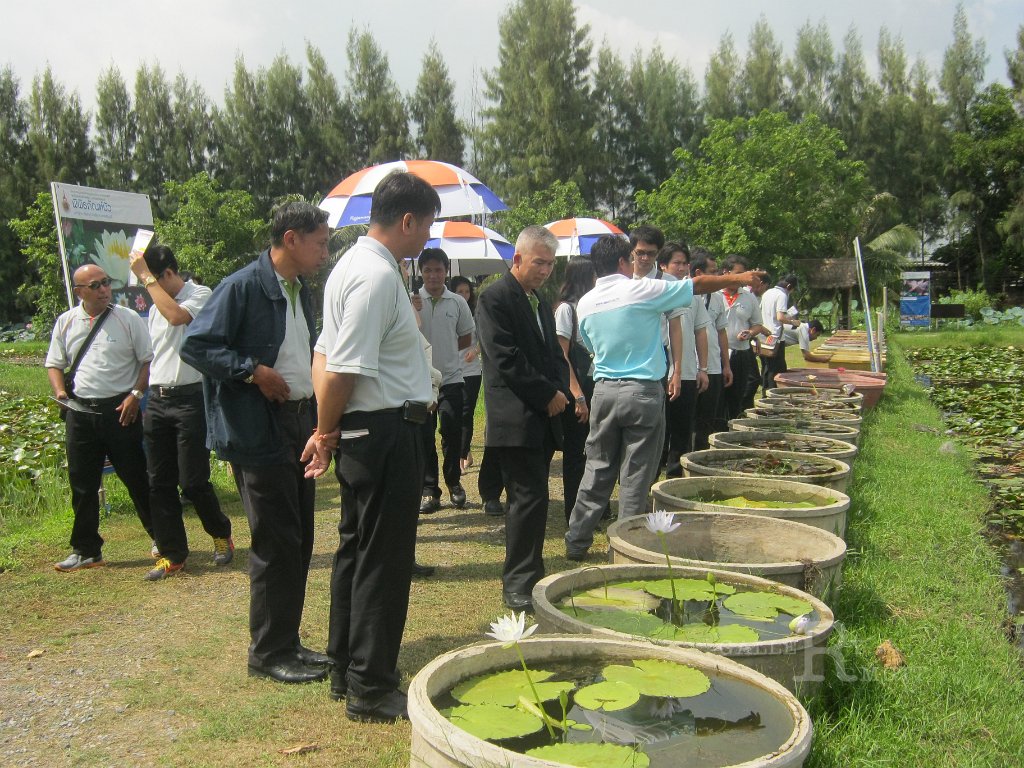 IMG_0700.JPG - บริษัท ncc เยี่ยมชมบัว