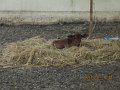 IMG_8701