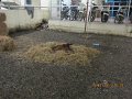 IMG_8705